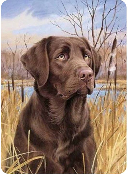 ChocoLate Lab Cross Stitch Pattern - Chocolate Lab Cross Stitch Pattern