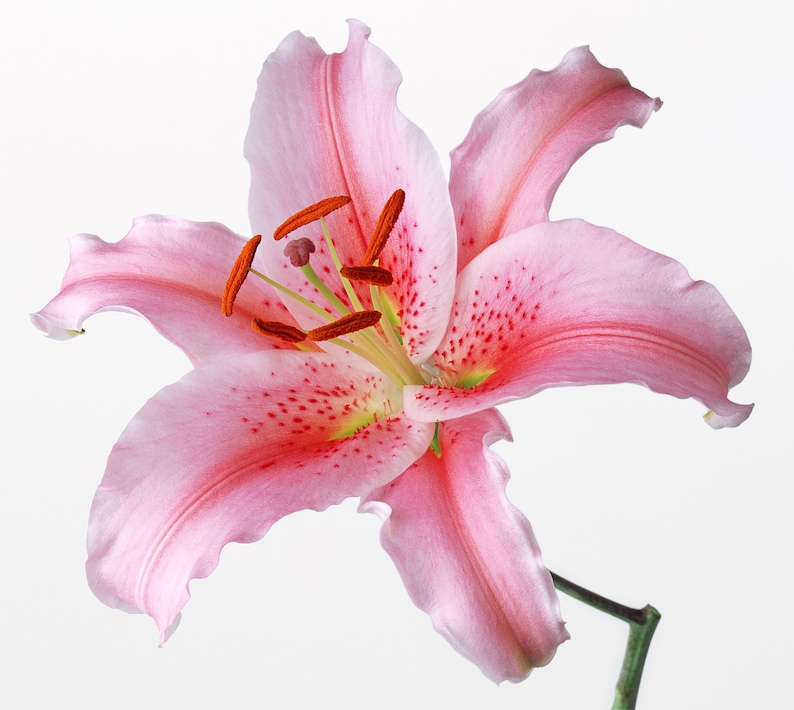 Pink Stargazer Lily Cross Stitch Pattern Etsy - Stargazer Lily Cross Stitch Pattern Free