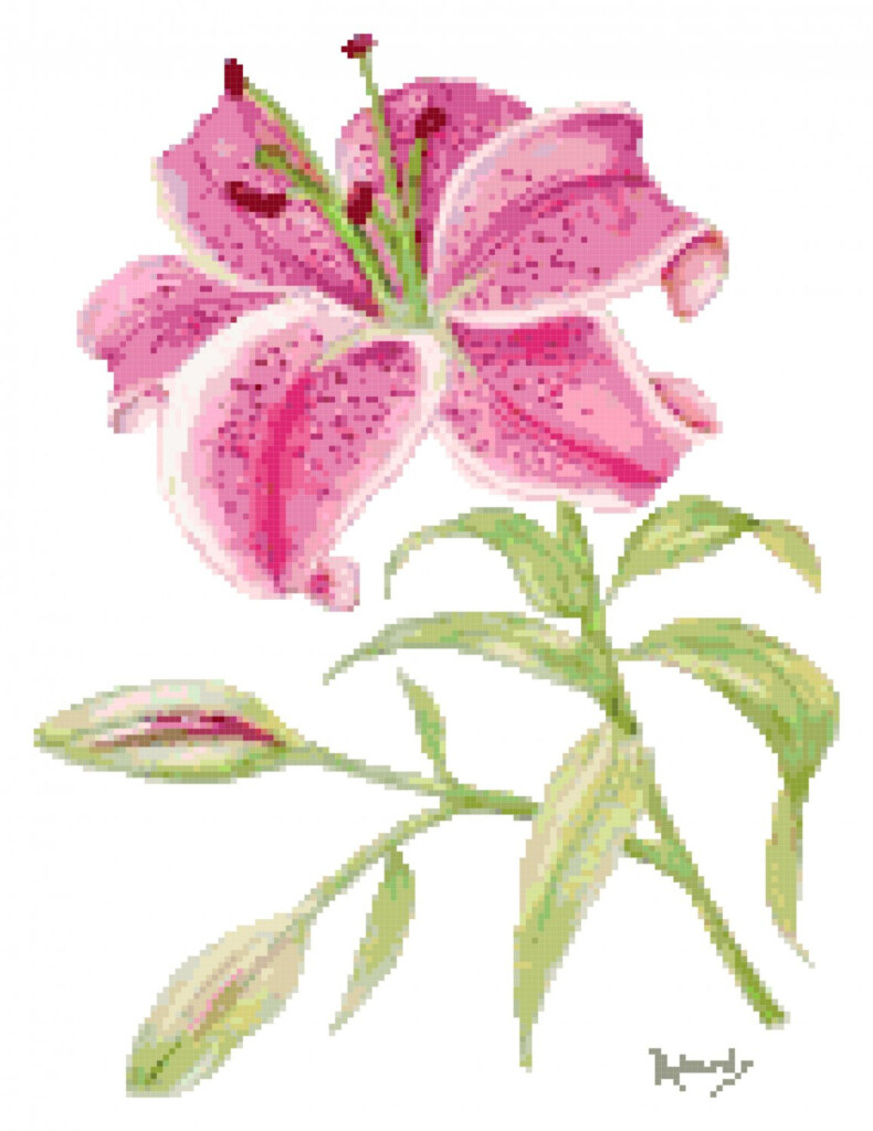 Stargazer Lily Cross Stitch Pattern Chart Graph - Stargazer Lily Cross Stitch Pattern Free