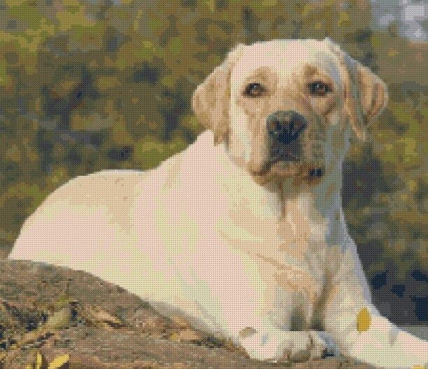 Yellow Lab Cross Stitch Pattern Pattern Keeper Dog Cross Stitch  - Yellow Lab Cross Stitch Pattern