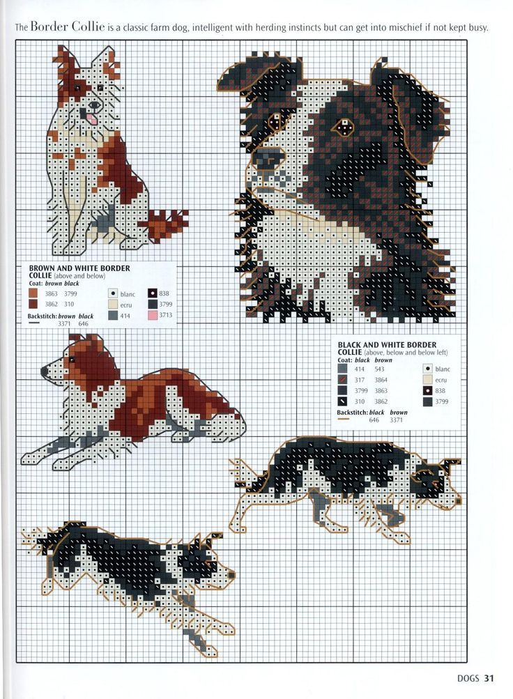 Good Absolutely Free Border Collies Cross Concepts Your Border Collie  - Border Collie Cross Stitch Pattern Free