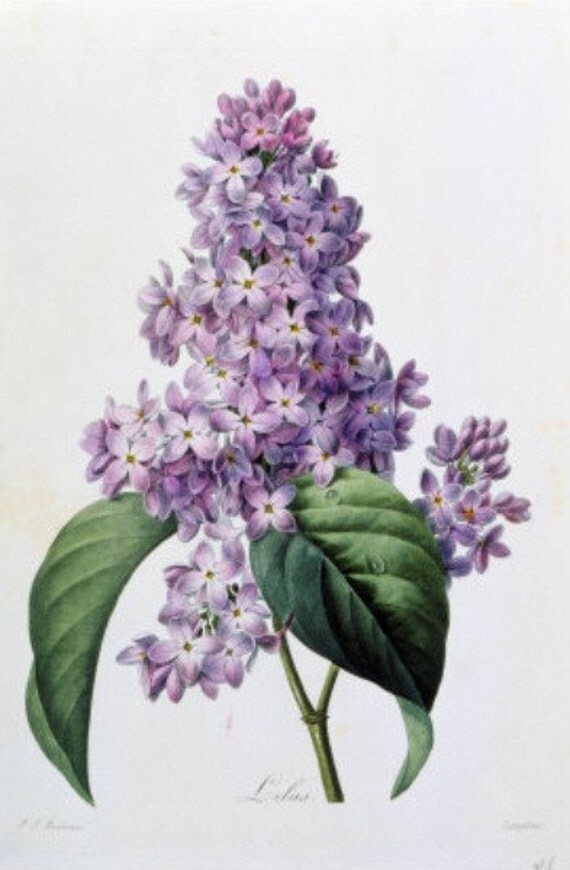 Lilacs Cross Stitch Pattern Pdf Format - Free Lilac Cross Stitch Pattern